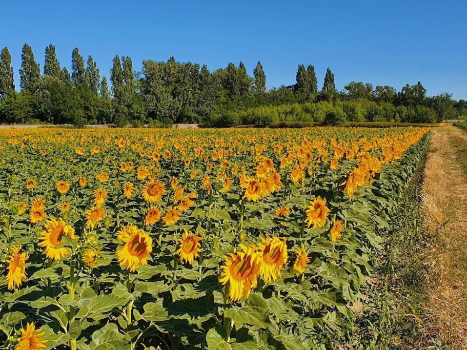 L'Ardeche En Provence Avec Jardin Ombrage Villa Pont-Saint-Esprit Ngoại thất bức ảnh